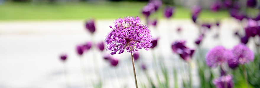 Photograph of purple flowers